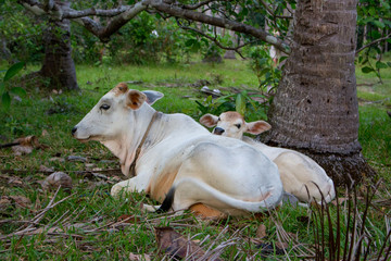White cow and calf grazing and lying in field. Cattle farm concept. Rural domestic animals. Cow and...