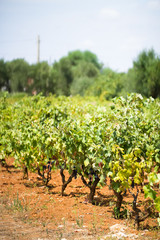 Fototapeta na wymiar Vineyard of grapes of variety Primitivo di Manduria, Primitivo di Manduria vineyard, summer, hot August before harvest in Puglia, Italy