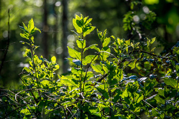 Wild plants growing on forest.