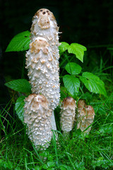 Shaggy Mane Mushroom Growing Alaska