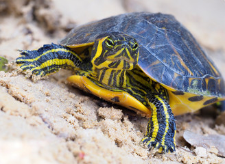 Closeup Focus Stacked Image of an Immature Common Cooter Turtle