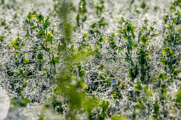 Obraz na płótnie Canvas Dew drops on green plants in field.