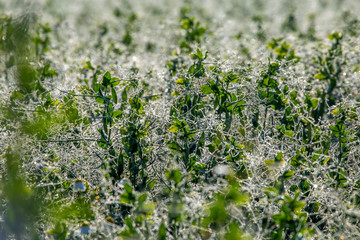 Dew drops on green plants in field.