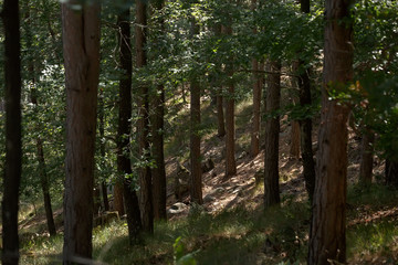 many trees in the forest on the slope, the sun's rays Shine through the tree trunks