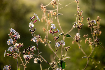 Wild rural flowers on green field.