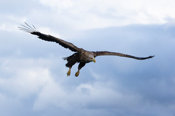 Fliegender freigestellter Seeadler vor leicht bewölktem Himmel in der Seitenansicht