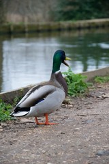 Obraz premium Male mallard duck qualking on footpath near river