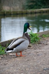 Naklejka na ściany i meble Male mallard duck qualking on footpath near river