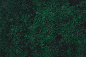 Fresh green dill leaves pattern background. nature dark green tone background