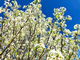 Bradford pear blossoms against a blue sky 