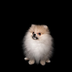 pomeranian spitz puppy isolated on a black background