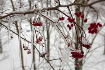 A branch of Rowan berries and ice in winter