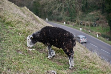 Sheep gazing on grass hillside above road with car beneath it