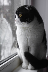 Black and white Scottish cat looking out of the window