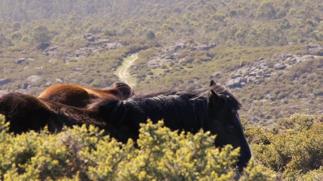Caballos comiendo a escondidas.