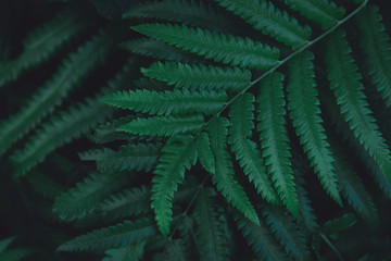 Fototapeta na wymiar Green ferns leaves pattern background. Ferns leaves nature dark green tone background.