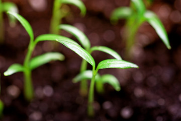 young sprouts of home farm vegetables. seedlings peppers and tomatoes for the garden or farm.