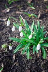 Snowdrop Galanthus nivalis. beautifull flowers at early morning  in spring garden.
