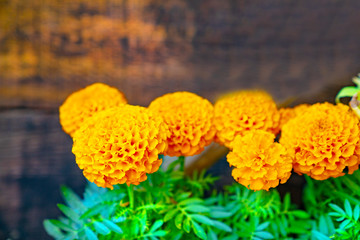 beautiful flower with black background