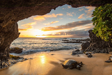 Turtles in a Cave - obrazy, fototapety, plakaty