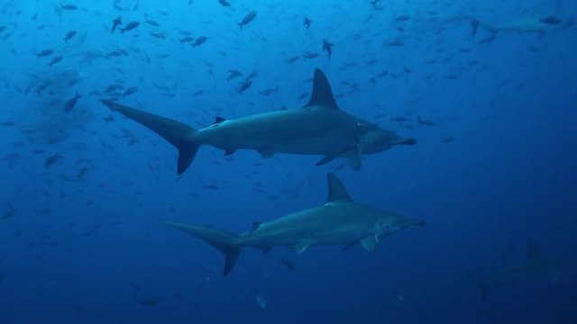 Group of hammerhead shark swims synchronously underwater Pacific Ocean.