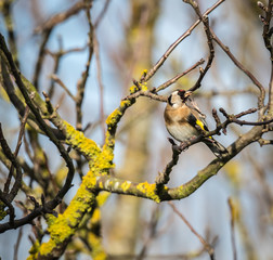 Obraz premium the little birds make spring happy