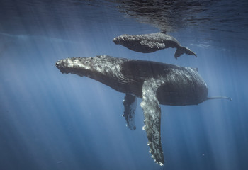 Humpback whales of Hawaii - obrazy, fototapety, plakaty