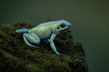 Small and beautiful frog sitting on a rock covered with moss. Amazing green colors. Pure natural scene. Fragile animal. Precious amphibian. 