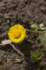 Yellow flower mother and stepmother in the grass. The first spring flowers. Yellow spring flowers