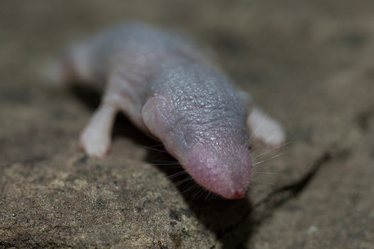 Eine junge nackte Hausspitzmaus in der Vorderansicht