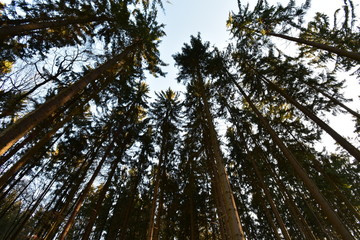 Fototapeta premium trees of the nature