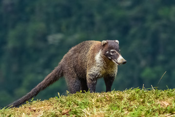 A coati standing in the mountains in Costa Rica