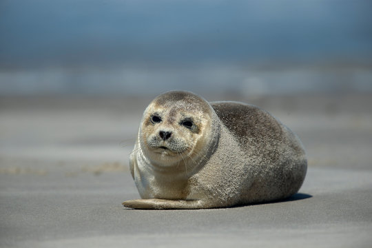 Ein freigestellter Heuler liegt in Helgoland am Sandstrand, im Hintergrund das blaue Meer