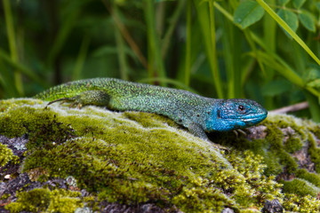 Eine Westliche Smaragdeidechse sonnt sich auf einem Stein in der französischen Auvergne