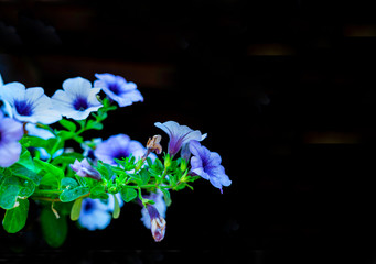 beautiful flower with black background