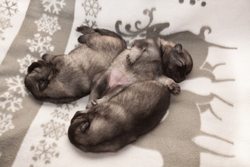 Three  keeshond puppies of week old are sleeping on a white blanket