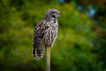 Barred Owl Sitting On a Fence Post. At night they hunt small animals, especially rodents, and give an instantly recognizable “Who cooks for you?” call.