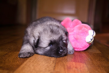 Portrait of a three week old keeshond puppy lying on the floor. Behind the pink toy. The puppy is looking at you. Close-up