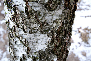 texture of birch tree bark