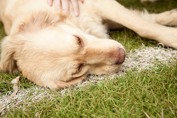 Fototapeta premium Happy and active golden dog outdoors in the grass on a sunny summer day