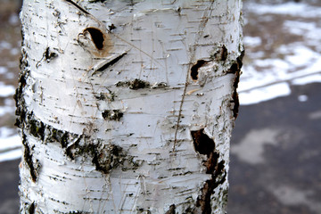 texture of birch tree bark