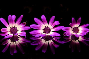 3 Purple flower on the black background - 255249649