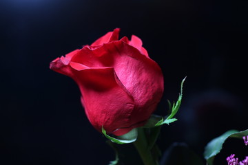 Red Rose on the black background