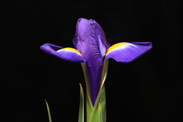 Purple Iris on the black background - 255249699