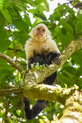 A capuchin, monkey on a tree in the jungle, Costa Rica