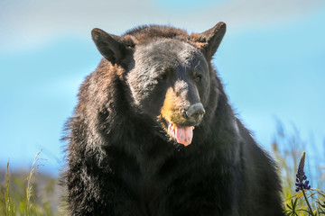 Close up of a brown bear in Alaska