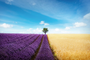 Fototapeta na wymiar Lavender and wheat field with tree
