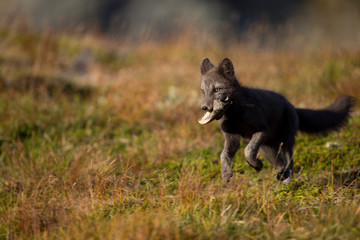 Ein junger freigestellter Polarfuchs in der Seitenansicht  läuft mit einem Knochen im Maul