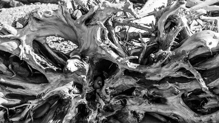 Gnarly driftwood roots in black and white