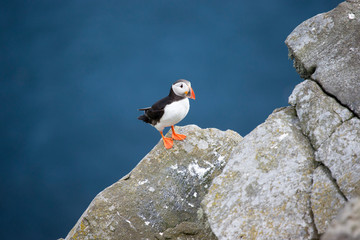 Ein freigestellter Papageitaucher sitzt in der Seitenansicht auf einer Felsnase auf der norwegischen Insel Runde